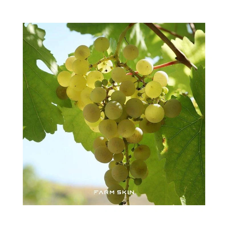 FARM SKIN Superfood For Skin Facial Sheet Mask Grape Moisturizing