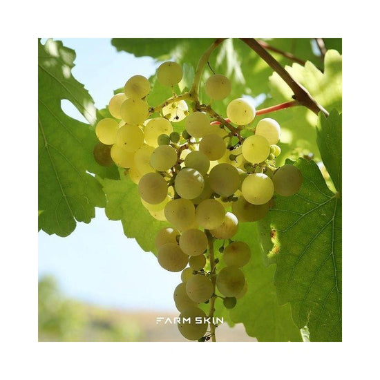 FARM SKIN Superfood For Skin Facial Sheet Mask Grape Moisturizing